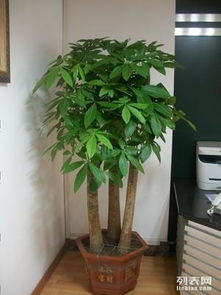 上海辦公室綠植租擺與花卉租賃服務(wù) 專業(yè)園林綠化，價(jià)格實(shí)惠，助力商務(wù)環(huán)境升級